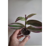 Традесканція кімнатна Нанук Лілак (Tradescantia Fluminensis Nanouk Lilac)